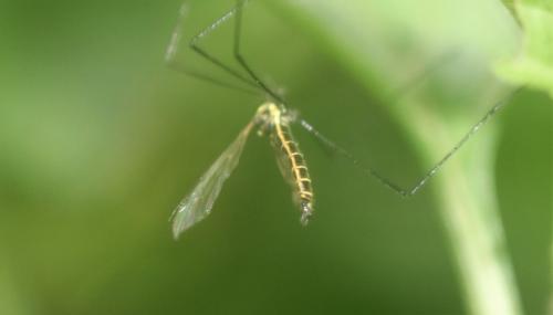 Réf. 346 682 : Ellipteroides lateralis
